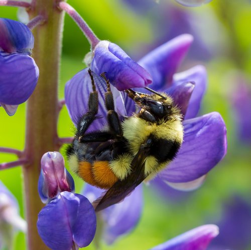 Tri-colored Bumble Bee (Bombus ternarius) by Larry Master.