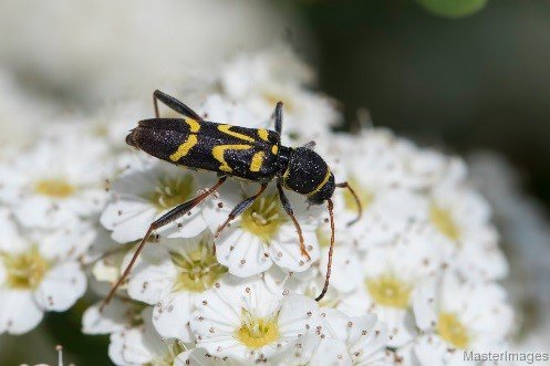 A flower longhorned beetle (Clytus ruricola) by Larry Master.