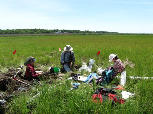 NYNHP and NRCS staff collecting soil samples in a salt marsh at Wertheim National Wildlife Refuge (Suffolk County). Photo by Laura Shappell.